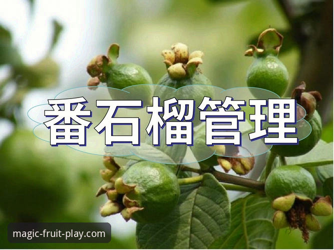奇异果体育安卓版 深度揭秘奇异果体育安卓版:2025新版功能与安全下载全攻略
